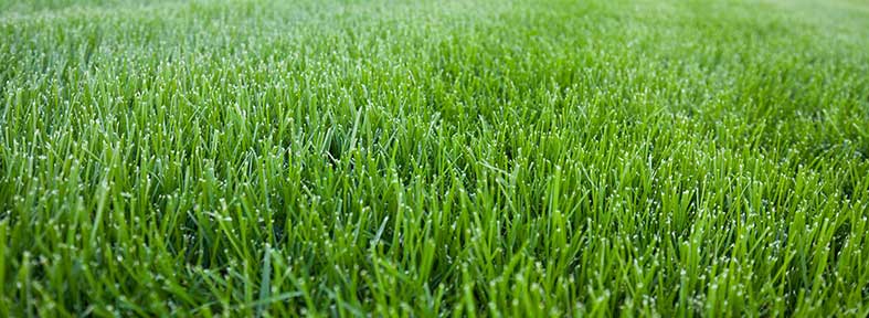 Premium Kentucky Blue Grass Sod